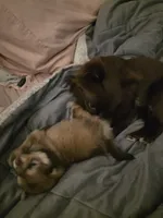 Dyna, a female Pomeranian for sale in Newell, WV – 9 of 10