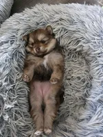 Dyna, a female Pomeranian for sale in Newell, WV – 3 of 10