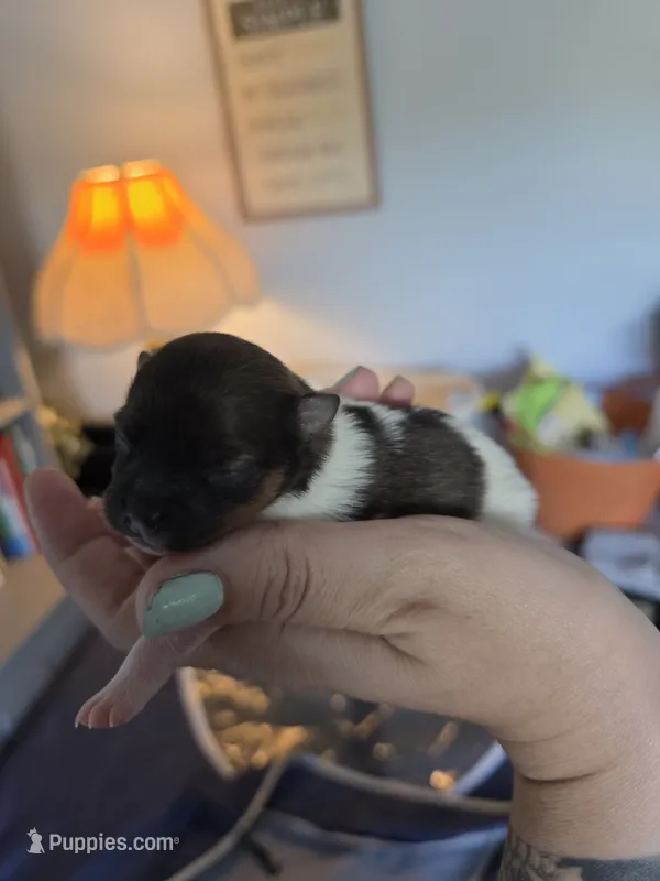 Truffle – Pomeranian puppy for sale in Newell, WV