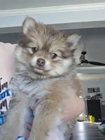 Dyna, a female Pomeranian for sale in Newell, WV – 5 of 10