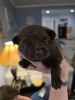 Peppa, a female Pomeranian for sale in Newell, WV – 3 of 5