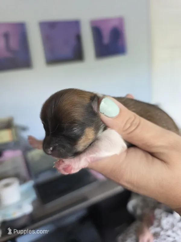 Mocha – Pomeranian puppy for sale in Newell, WV