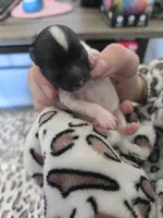 Oreo, a female Pomeranian for sale in Newell, WV – 1 of 5