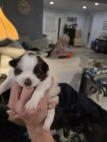 Pokey, a female Pomeranian for sale in Newell, WV – 2 of 5