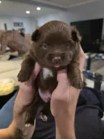 Pugsly Jr. , a male Pomeranian for sale in Newell, WV – 4 of 4