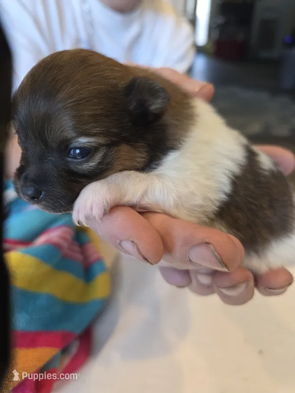Cookie – Pomeranian puppy for sale in Newell, WV