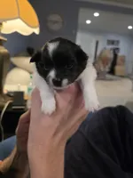 Petunia, a female Pomeranian for sale in Newell, WV – 2 of 3