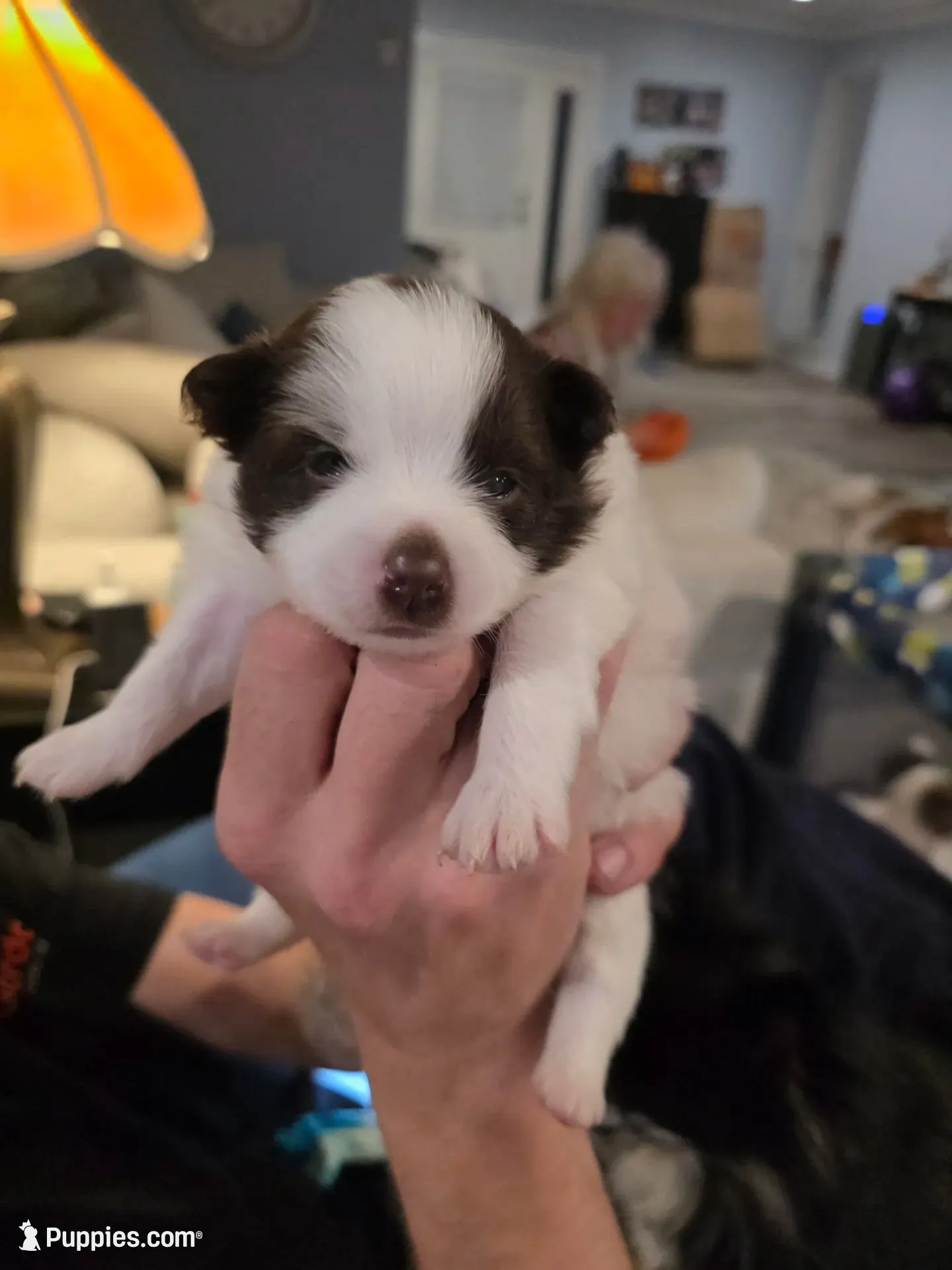 Pokey, a female Pomeranian for sale in Newell, WV – 1 of 5