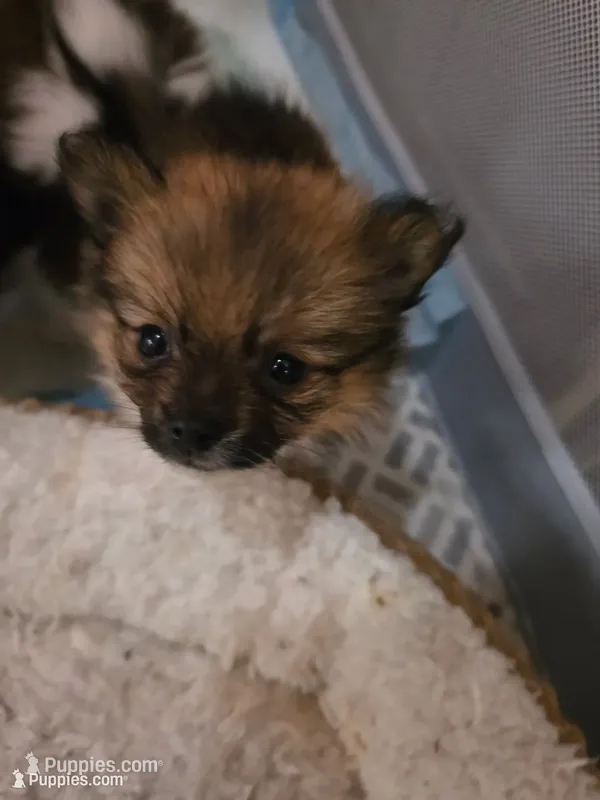 Mocha – Pomeranian puppy for sale in Newell, WV