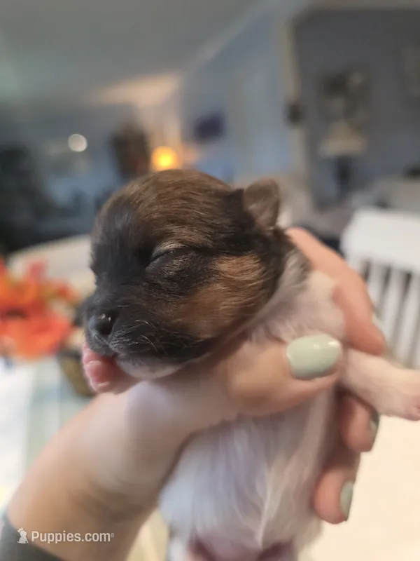 Cookie – Pomeranian puppy for sale in Newell, WV