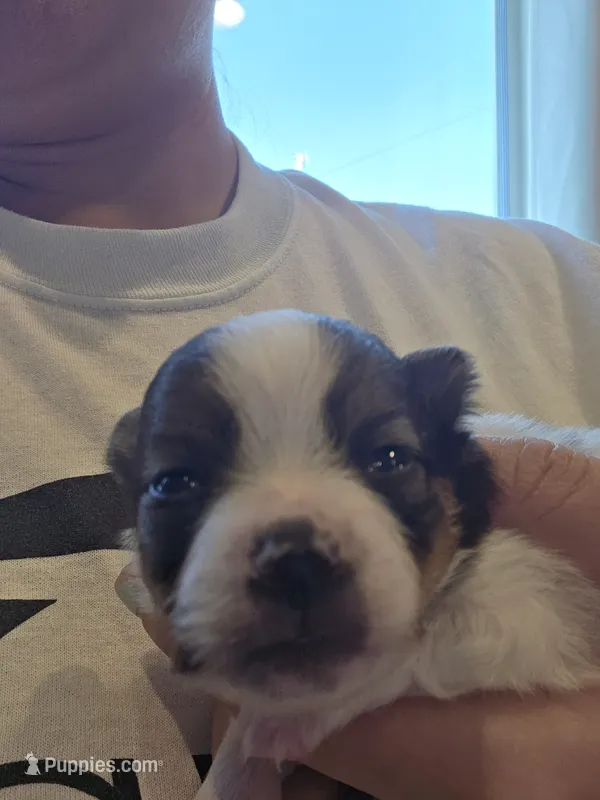 Truffle – Pomeranian puppy for sale in Newell, WV