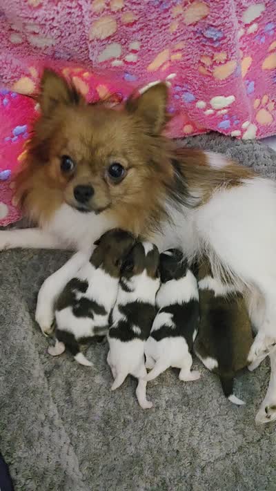 Truffle, a male Pomeranian for sale in Newell, WV – 8 of 8