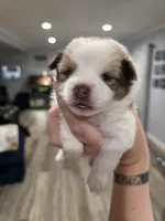 Posey, a female Pomeranian for sale in Newell, WV – 3 of 3