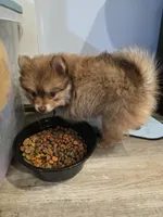 Dyna, a female Pomeranian for sale in Newell, WV – 2 of 10