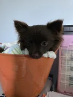 Dyna, a female Pomeranian for sale in Newell, WV – 8 of 10