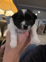 Petunia, a female Pomeranian for sale in Newell, WV – 1 of 3