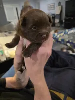 Pugsly Jr. , a male Pomeranian for sale in Newell, WV – 3 of 4