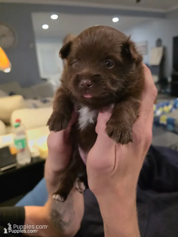 Pugsly Jr. , a male Pomeranian for sale in Newell, WV – 1 of 4