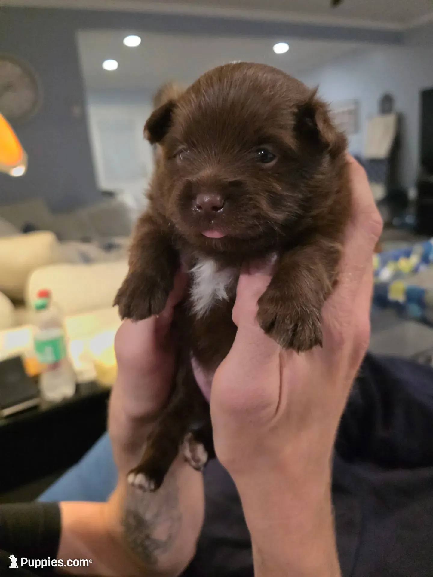 Pugsly Jr. , a male Pomeranian for sale in Newell, WV – 1 of 4