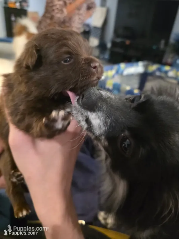 Peppa, a female Pomeranian for sale in Newell, WV – 1 of 5