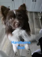 Truffle, a male Pomeranian for sale in Newell, WV – 4 of 4