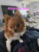 Cookie, a female Pomeranian for sale in Newell, WV – 5 of 5