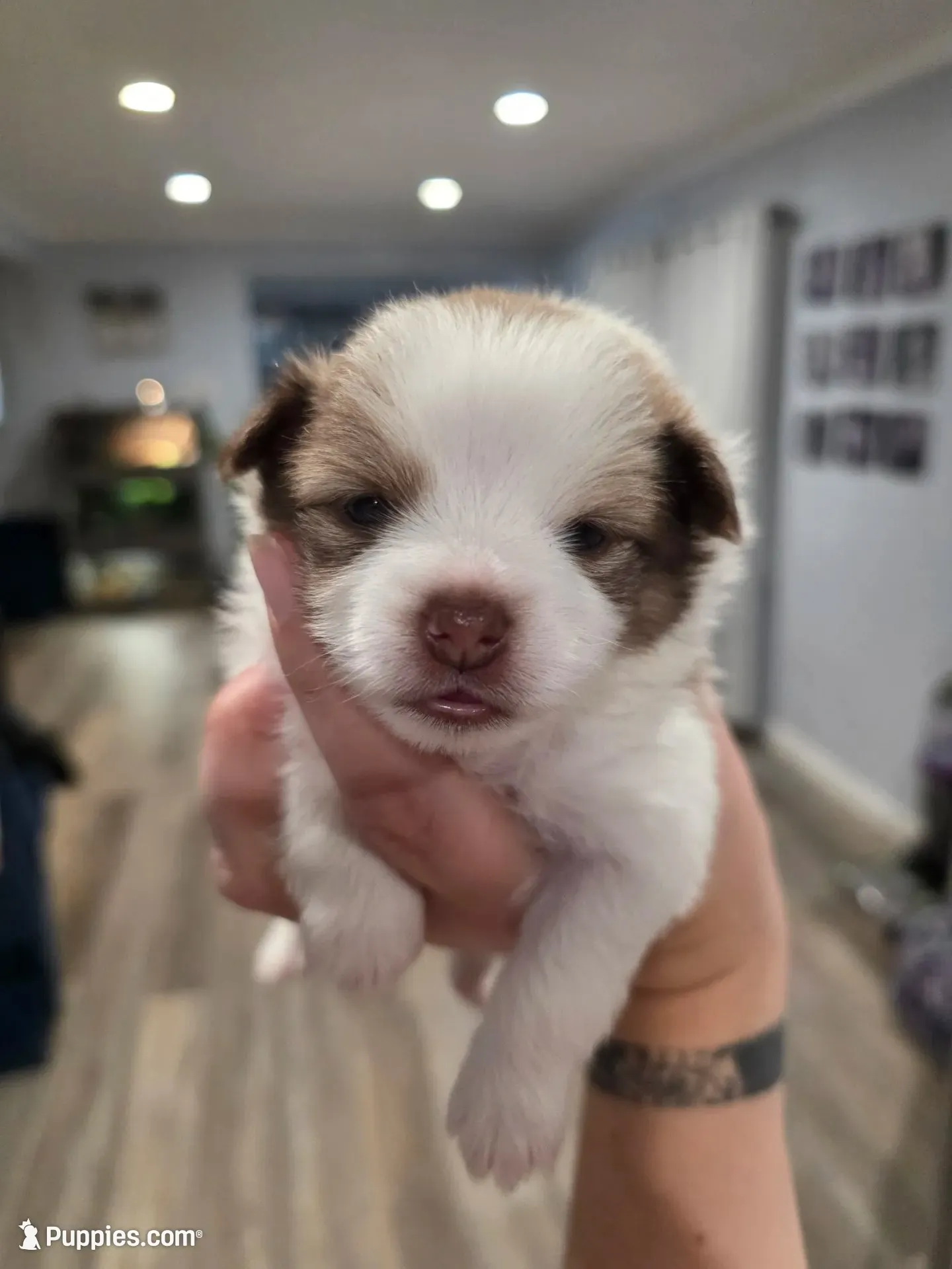 Posey, a female Pomeranian for sale in Newell, WV – 1 of 3