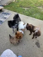 Dyna, a female Pomeranian for sale in Newell, WV – 7 of 10