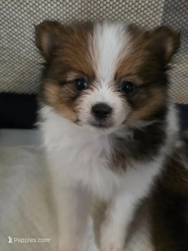 Truffle – Pomeranian puppy for sale in Newell, WV