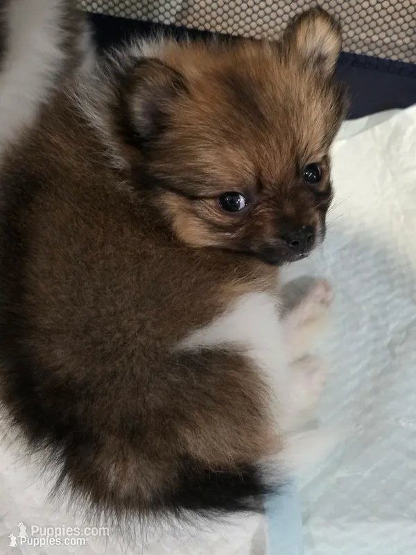 Mocha – Pomeranian puppy for sale in Newell, WV