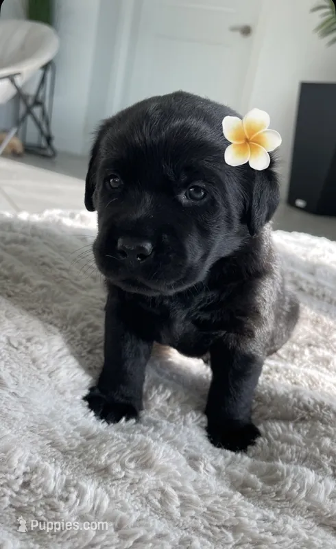 Lola – Labrador Retriever puppy for sale in Venice, FL