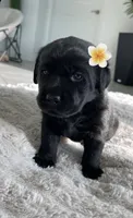 Lola, a female Labrador Retriever for sale in Venice, FL – 1 of 4