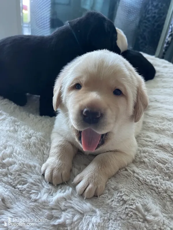 Honey  – Labrador Retriever puppy for sale in Venice, FL
