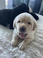 Honey , a male Labrador Retriever for sale in Venice, FL – 2 of 5
