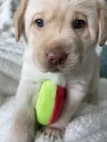 Amber , a female Labrador Retriever for sale in Venice, FL – 4 of 9