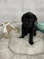 Bella, a female Labrador Retriever for sale in Englewood, FL – 7 of 9