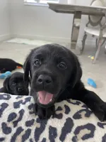 Bella, a female Labrador Retriever for sale in Englewood, FL – 8 of 9