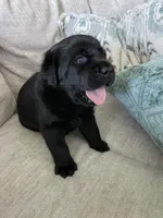 Bella, a female Labrador Retriever for sale in Venice, FL – 4 of 5