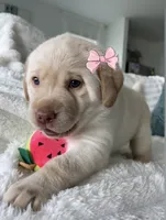 Amber , a female Labrador Retriever for sale in Venice, FL – 2 of 9