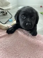 Lola, a female Labrador Retriever for sale in Englewood, FL – 6 of 6