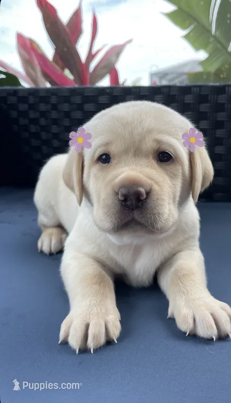 Luna  – Labrador Retriever puppy for sale in Venice, FL