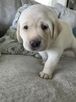 Luna , a female Labrador Retriever for sale in Venice, FL – 3 of 8