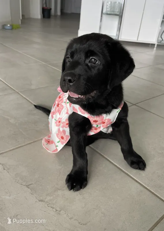 Mila – Labrador Retriever puppy for sale in Englewood, FL