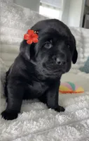 Bella, a female Labrador Retriever for sale in Englewood, FL – 4 of 7