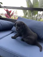 Max, a male Labrador Retriever for sale in Englewood, FL – 8 of 10