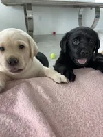 Bella, a female Labrador Retriever for sale in Englewood, FL – 9 of 9