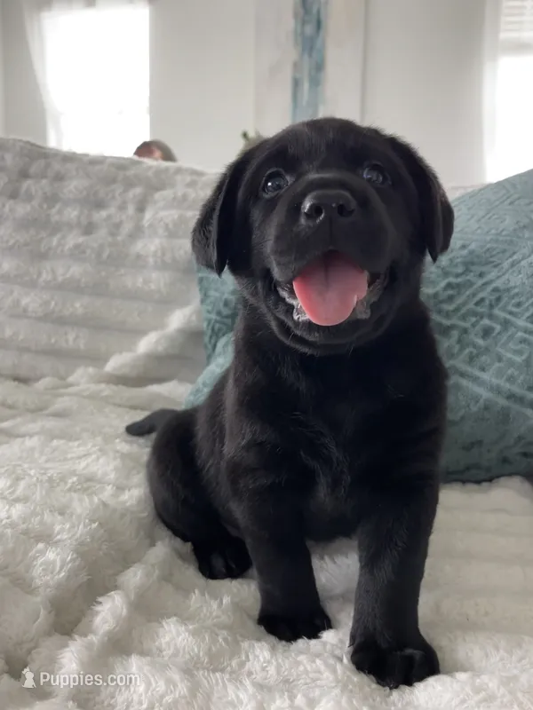 Max – Labrador Retriever puppy for sale in Englewood, FL