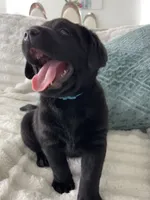 Max, a male Labrador Retriever for sale in Englewood, FL – 4 of 10