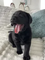 Max, a male Labrador Retriever for sale in Englewood, FL – 9 of 10
