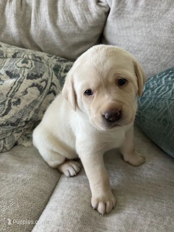 Luna  – Labrador Retriever puppy for sale in Venice, FL